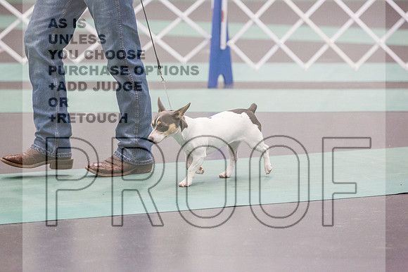 Teddy Roosevelt Terrier Rings Fri Ring 1_JJL_6520_UKCLNGVIEWOCT2024_2024_HR3
