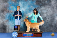 Golden Retriever #40 WED BOW Judge Ellen Hardin