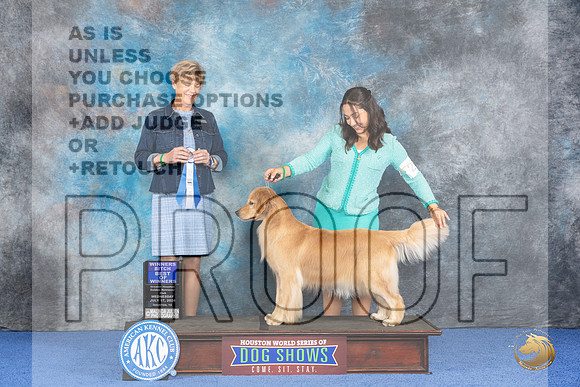 Golden Retriever #40 WED BOW Judge Ellen Hardin__JP_6948_Houston_2024_HR3