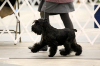 Schnauzer Miniature