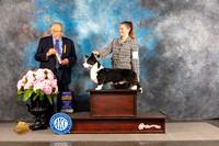 Cardigan Welsh Corgi #9 FRI BOB Judge John Wade