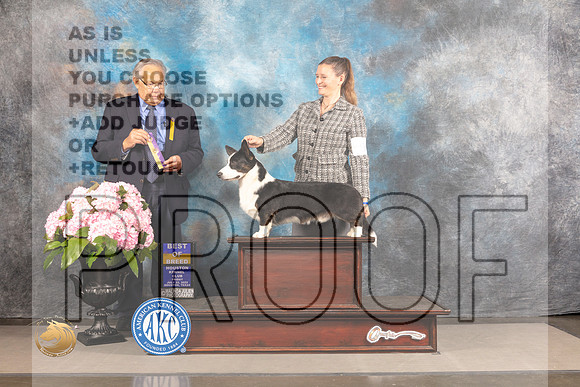 Cardigan Welsh Corgi #9 FRI BOB Judge John Wade_MJ_5984_Houston_2022_HR3