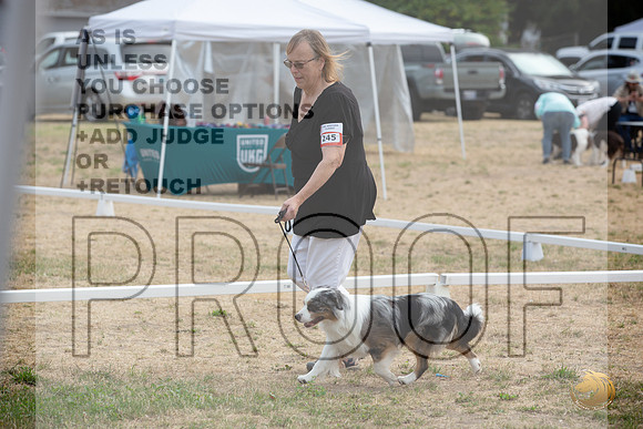 Ringside Longview WA 2024 Miniature American Shepherd #245_JJL_3430_Longview WA_2024_HR3