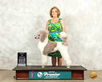 Poodle Std MC #773 Sat BOBGCh Judge Sandra Kowalski