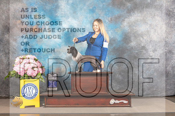 Chinese Crested #8 THUR BOW NCH Judge Jeffery Bazell_MJ_3673_Houston_2022_HR3