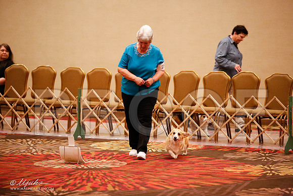 _JJ_7581-HstnCorgiFeb2015-HR3