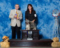 Havanese #6 Sat BOB Highland Karen Judge Mr Terry Stacy