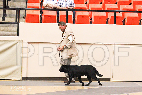 Retrievers(lab)-4378LR