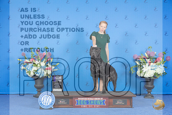 Cane Corso #11 SAT WD M Judge James Moses__JP_0030_Houston_2024_HR3