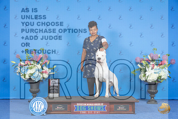 Dogo Argentino #5 SAT BOS M Judge Annella Cooper__JP_0026_Houston_2024_HR3