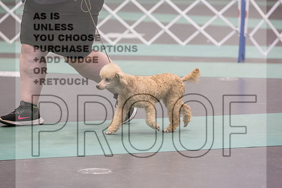 Poodle MC Sat Ring_JJL_0866_UKCLNGVIEWOCT2024_2024_HR3