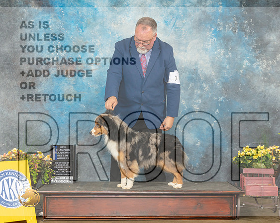Miniature American Shepherd #7 Sun WDBOWNCh Judge Jan Sigler-MMJ_1367-NWARK2022-HR3