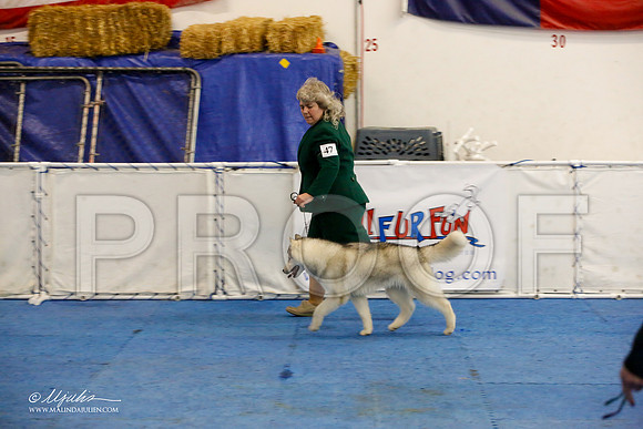 _M3_8143-AddisonHuskyMar2015-HR3