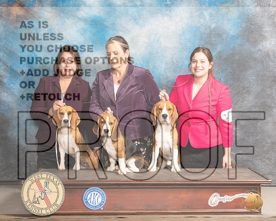 Beagle #8 SunMMJ_4992_Mdlnd2022_HR3
