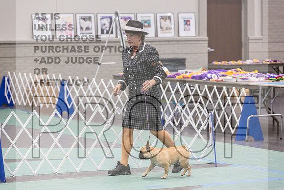 French Bulldogs Sat Rings_JJL_0491_UKCLNGVIEWOCT2024_2024_HR3