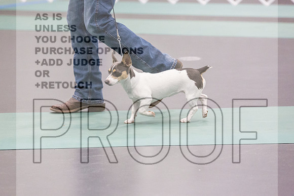 Teddy Roosevelt Terrier Rings Fri Ring 1_JJL_6532_UKCLNGVIEWOCT2024_2024_HR3