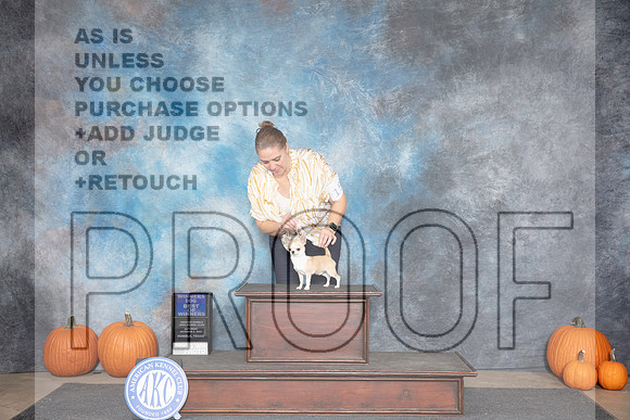 Chihuahua Smooth #15 Sat WDBOW Judge Raymond Filburn r__JP_8622_Humble_2024_HR3