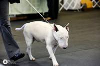 White Bull Terrier Open Dog Fri Ring
