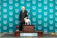 French Bulldog #1239 Fri G2 Judge Diane Price