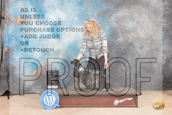 Cocker Spaniel Parti #6 Sun OHG1 Judge Gloria Kerr-MMJ_4989-Abilene2022-HR3