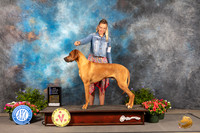 Rhodesian Ridgeback #17 Thur BOWNCh Judge Anne Bolus