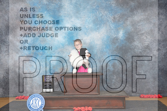 Poodle Toy # Sun BOB NCH Judge Nikki Riggsbee__JP_0637_Sulphur Springs_2024_HR3