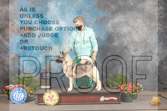 Norwegian Elkhound #12 Thur Judge Anne Bolus_MJ_0039_SA_2022_HR3