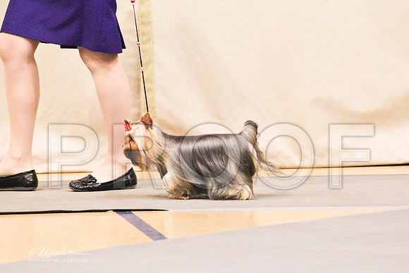Yorkie-0943LR