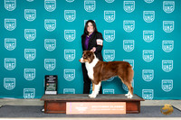 Australian Shepherd #156 BFCH Judge Nancy Eilks