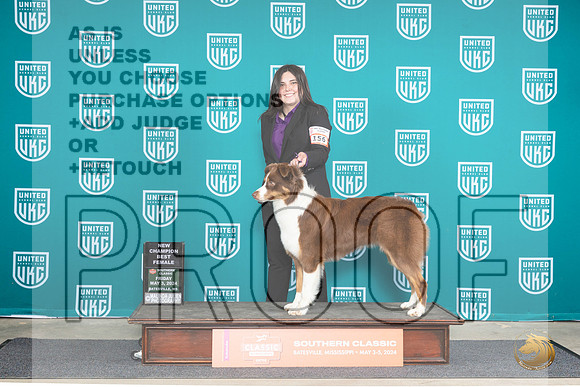 Australian Shepherd #156 BFCH Judge Nancy Eilks__JP_6274_BatesvilleMS_2024_HR3