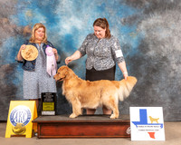 Golden Retriever #82 Fri BOSSweeps Judge Ellen Schultz