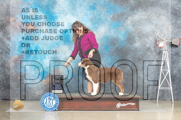 Australian Shepherd #7 Sat 4to6BIS Judge Alfred Ferruggiaro rr_MJ_4744_Amarillo_2022_HR3