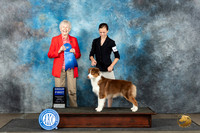 Australian Shepherd #10 Sun G1 Judge Sharon Newcomb