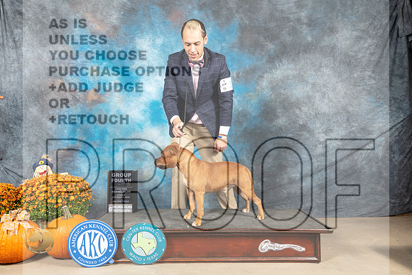 Staffordshire Bull Terrier #7 Sun G4 Judge Del Richards_MJ_6709_Belton_2022_HR3