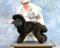 Minature Poodle SUN Owner A Gonzales Custom