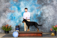 Beauceron #5 Sat PBOB Judge Wendy G Willhauck