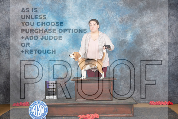 Beagle #10 Sun WB JUdge Beth Downey__JP_0715_Sulphur Springs_2024_HR3