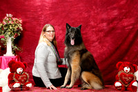 Belgian Tervuren Sun Devota Swenson