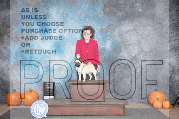 Pug #10 Sat BOB NGCH Judge Raymond Filburn__JP_8977_Humble_2024_HR3