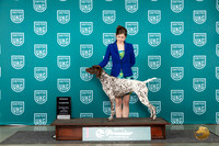 German Shorthaired Poinnter #215 Wed RCH Judge Jeane Hager r