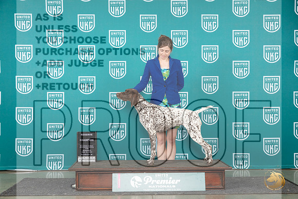 German Shorthaired Poinnter #215 Wed RCH Judge Jeane Hager r__JP_2498_Premier_2024_HR3