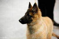 Belgian Tervuren Sun Travis Woodward Custom
