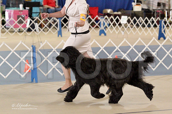 Briard-2693LR