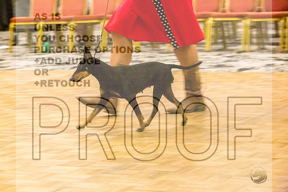 Manchester Terrier MTOY Candids-JJL_2300-Hstn2022_HR3