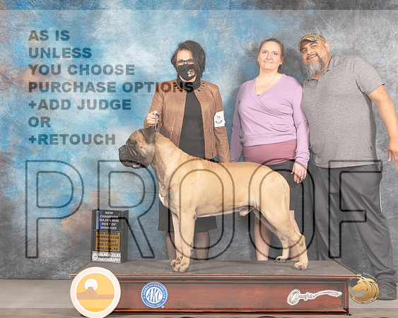 Bullmastiff #11 Thurs BOW Judge Gary AndersonMMJ_2222_Mdlnd2022_HR3