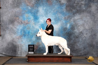 White Shepherd #239 Fri GCh Judge Malinda Julien