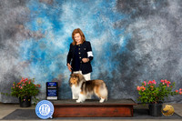 Shetland Sheepdog #10 Sun BOW Judge Wendy G Willhauck