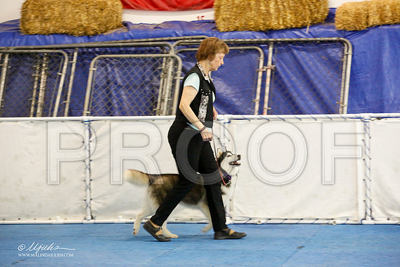 _M3_7383-AddisonHuskyMar2015-HR3