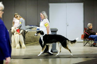 Borzoi Sat S1 NewCh BOB Ashley Syndow 2 5x7 printed at show