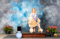 Poodle Std #16 Bambi Kaminski file